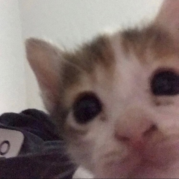 Meet your Posher, Kayla - Picture 1 of 1